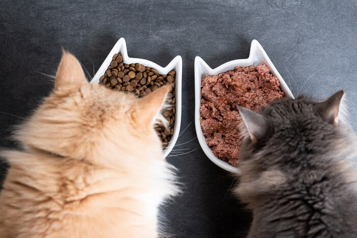 Twee katten die voedsel eten