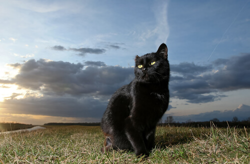 mannelijke zwarte kat