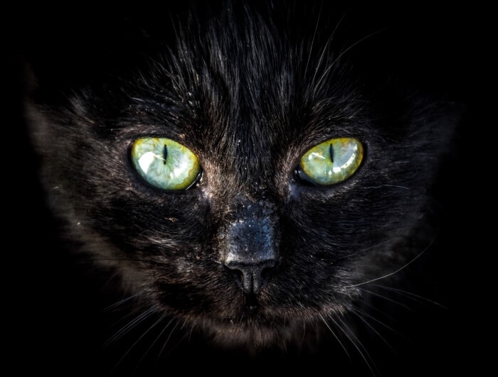 kat-zwart