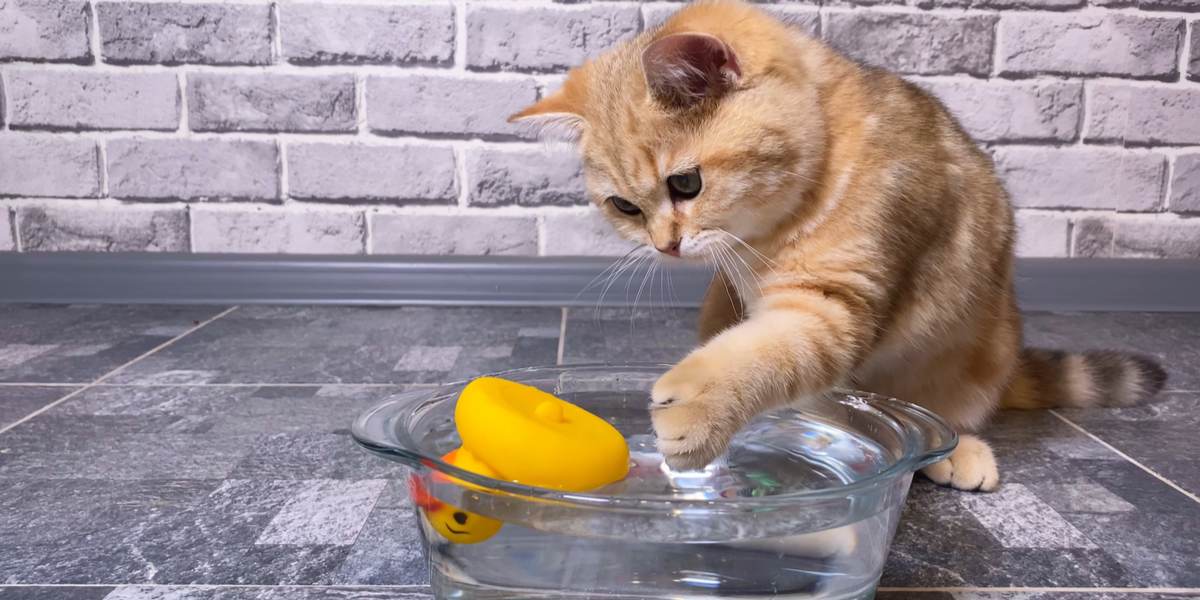 10 redenen waarom katten speelgoed in voedsel- of waterbakken plaatsen