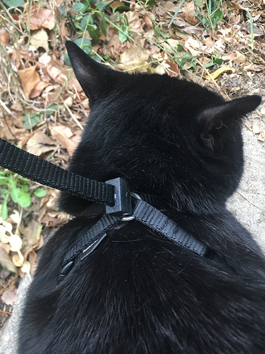 zwarte kat draagt outdoor bengaalse kattenharnas en riem
