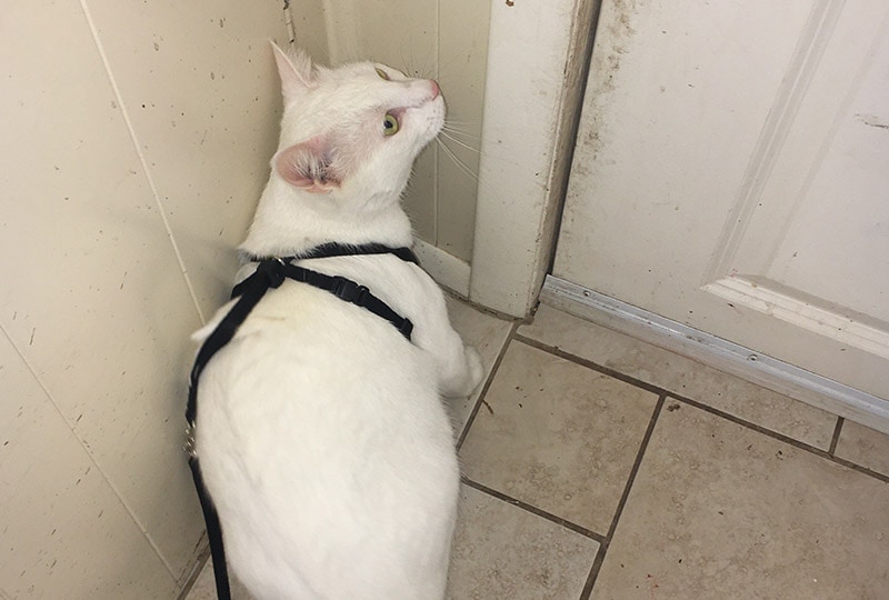 een witte kat die het bengaalse kattenharnas en de riem voor buiten draagt