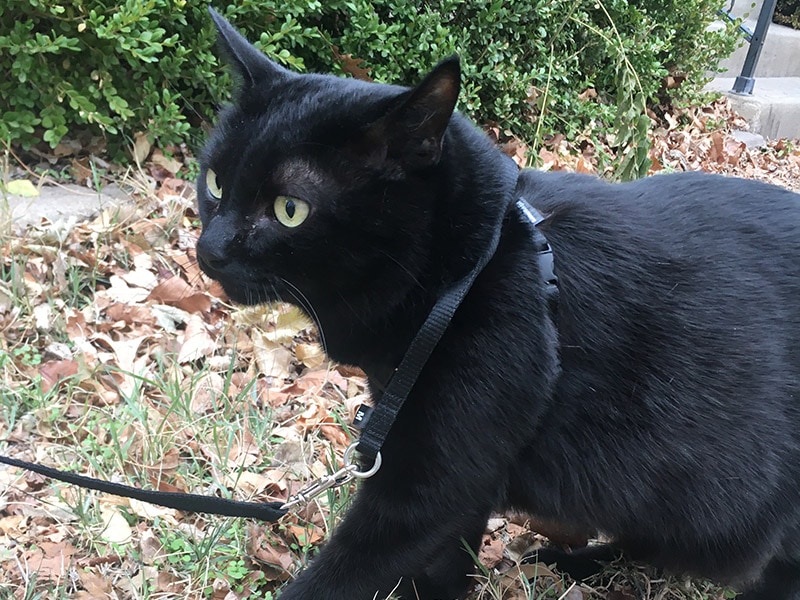 een zwarte kat die het bengaalse kattenharnas en de riem voor buiten draagt