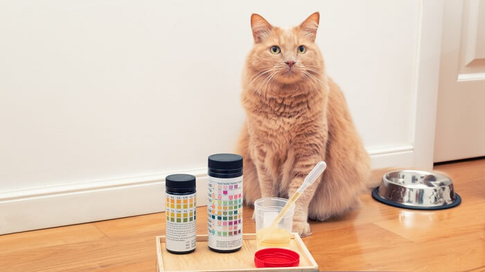 Epakitin voor katten: Overzicht, Dosering &bijwerkingen