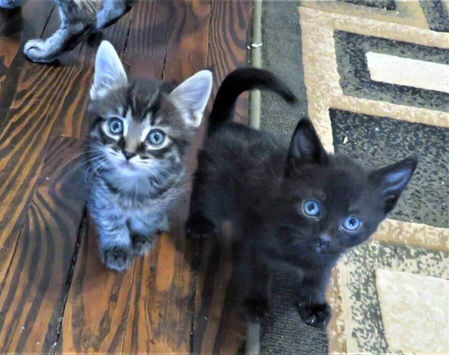 Twee kittens op de grond bij Kitty Mom's Rescue