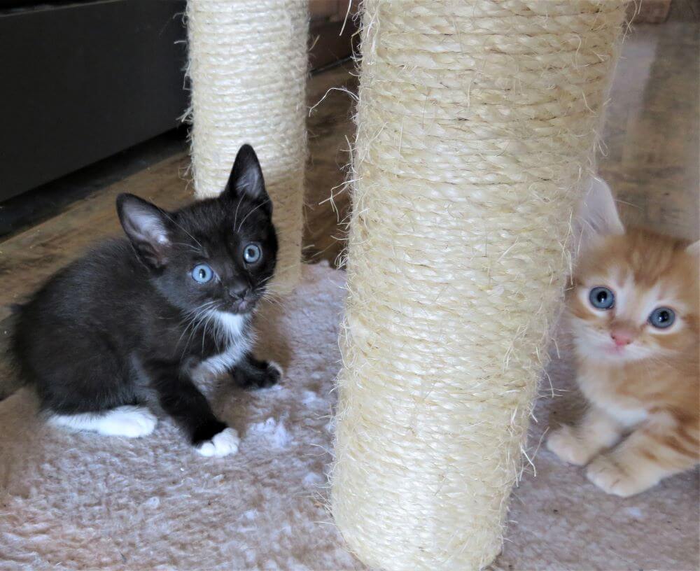zwart-wit kitten met oranje kitten bij krabpaal