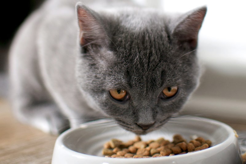 Russische blauwe kat die droogvoer in kom eet