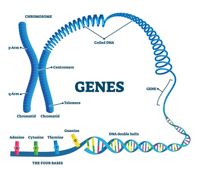Basepaws DNA Test Genen