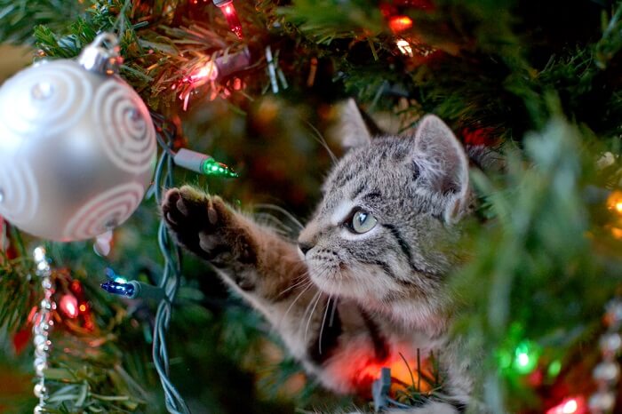 kat spelen met een kerstboom ornament