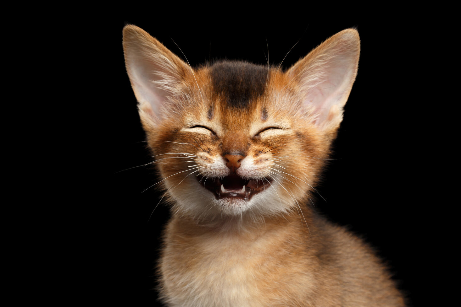 hebben katten gevoel voor humor?