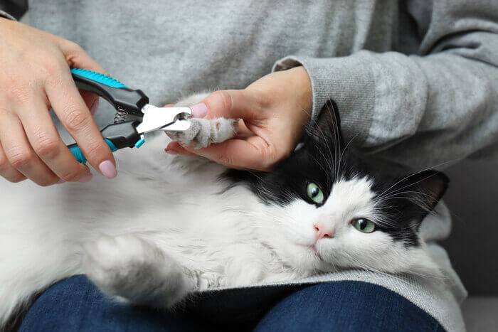 Hoe kattennagels veilig te knippen - een stapsgewijze handleiding
