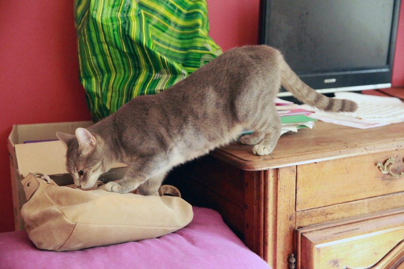 Grote kat springt van kast met tv naar stoel met handtas