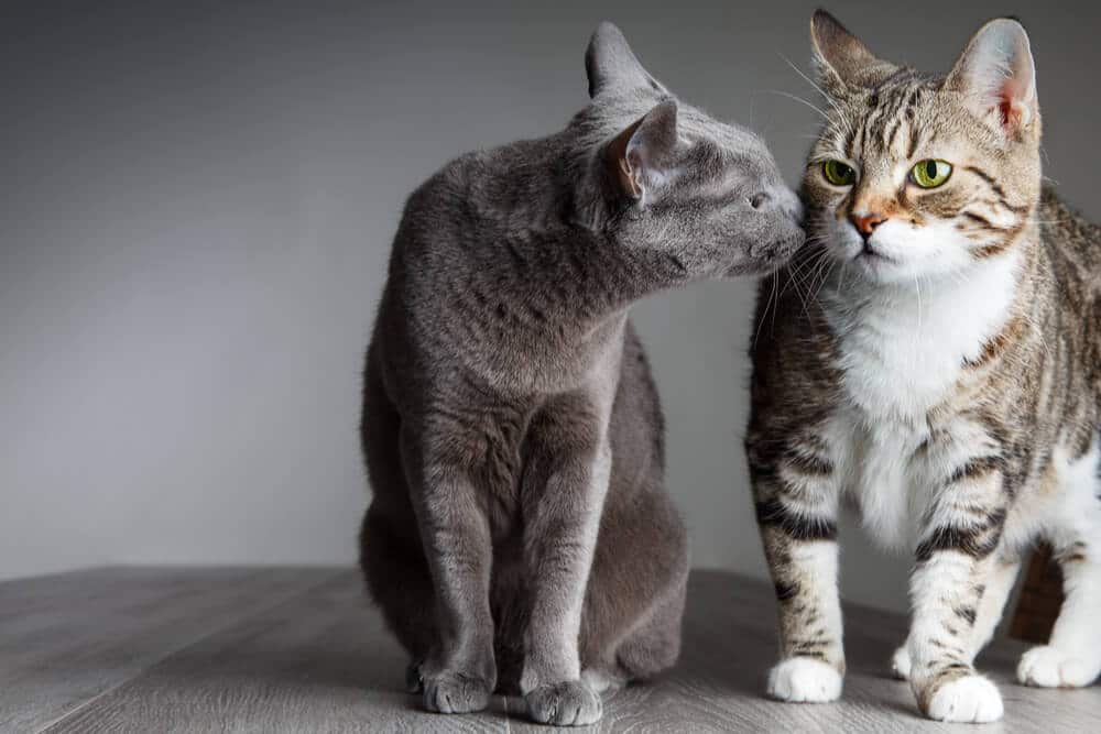 Hoe katten te helpen met elkaar om te gaan Uitgelichte afbeelding