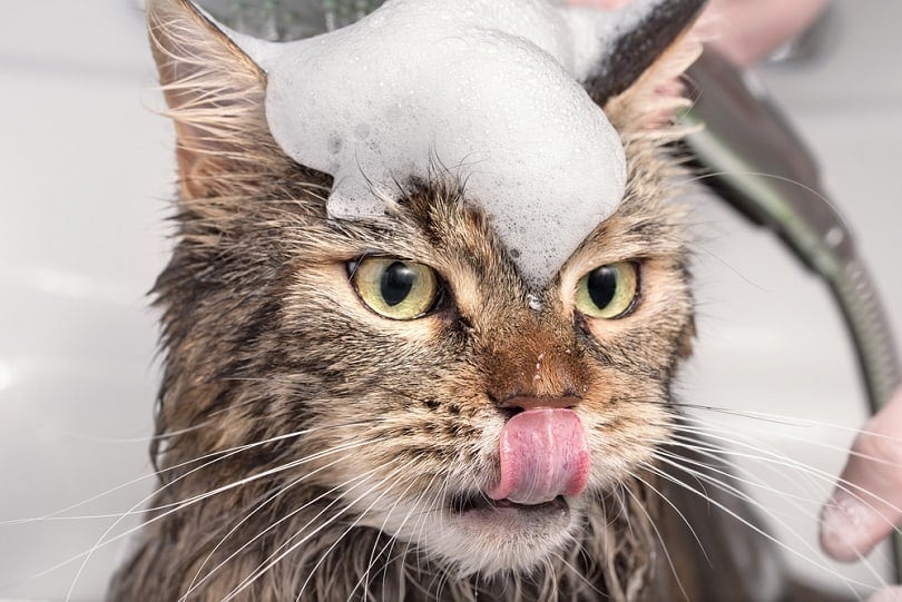 Kun je menselijke shampoo op katten gebruiken? Wat u moet weten! Katten zijn uitgerust met alle hulpmiddelen die ze nodig hebben om zichzelf te wassen en schoon te maken, maar er kunnen momenten zijn waarop uw kat wat hulp nodig heeft, mogelijk nadat ze zijn doorgelopen of in iets bijzonder vies hebben gespeeld. Naast het feit dat uw kat waarschijnlijk een hekel zal hebben aan de ervaring van het baden, is het belangrijk om te onthouden dat regelmatig baden meer kwaad dan goed kan doen, dus het moet alleen worden gereserveerd voor noodgevallen. Dat gezegd hebbende, is de kans groot dat je geen kattenshampoo in de kast hebt liggen. Dus, kun je menselijke shampoo op je katten gebruiken? Is het veilig? Het snelle antwoord is nee, je moet geen menselijke shampoo op je katten gebruiken. We vertellen je hieronder meer. Moet je je kat wassen? Je kat heeft een ruwe tong en krachtige tanden. Hij heeft de tools die hij nodig heeft om zichzelf meestal schoon te houden. Dit geldt vooral voor kortharige katten. Als zodanig is het zeldzaam dat u zelfs maar overweegt om uw katten te wassen. Het is echter ook waar dat katten ongelooflijk nieuwsgierig zijn. Sommigen zullen misschien zeggen snotneus. Ze willen elk deel van elke kamer onderzoeken. Ze willen weten wat je steeds uit de kast haalt, en wat het is dat zo'n sterke geur achterin de schuur heeft. Ze wrijven tegen dingen, rollen vloeistoffen en stoffen in die je niet wilt dat ze dat doen, en hebben een schijnbaar eindeloze lijst met manieren waarop ze kattenkwaad kunnen veroorzaken en in modder en andere vervelende dingen kunnen belanden. Er kan dus een gelegenheid zijn dat u denkt dat het nodig is om uw kat te wassen. Af en toe baden is prima. Dezelfde natuurlijke oliën die de vacht van uw kat helpen beschermen tegen dagelijks vuil en vuil, zullen herstellen na een bad. Frequent baden kan deze oliën echter van de vacht verwijderen. Hierdoor blijft je kat achter met een droge vacht. Het kan ook leiden tot een droge huid, huiduitslag en andere problemen die niet alleen hun vacht zonder glans achterlaten, maar ze ook schade kunnen berokkenen. U kunt uw kat dus wassen, maar u moet dit alleen doen als het absoluut noodzakelijk is. Als je ooit een kat hebt moeten wassen, wil je het proces waarschijnlijk niet te vaak herhalen. Het heeft de neiging om overal veel zeepsop te produceren, behalve op de kat, en een doodsbange en boze kat die je waarschuwt. Het is veel water, klauwen en sissen, maar niet veel schoonmaken. Je moet het proces snel maken, zelfverzekerd zijn en je moet alles klaar hebben voordat je zelfs maar overweegt om de kraan open te draaien. Moet je menselijke shampoo gebruiken? Zelfs de meest delicate menselijke shampoo bevat chemicaliën en andere ingrediënten die schadelijk zijn voor uw kat. Veel shampoos bevatten parfums en zelfs essentiële oliën, die beide giftig kunnen zijn voor uw kat. De ingrediënten worden effectief geabsorbeerd door de huid van de kat en afgebroken door de lever, maar de lever van een kat is niet hetzelfde als die van een mens en het is niet zo effectief in het afbreken van de chemicaliën die worden aangetroffen in menselijke shampoo. Daarom is het het veiligst om een shampoo te gebruiken die speciaal is ontworpen voor katten. Gebruik specialist kattenshampoo Het is de moeite waard om een fles kattenshampoo in de kast te hebben, klaar voor elke op modder gebaseerde noodsituatie. Deze shampoos zijn speciaal geformuleerd voor gebruik bij katten. Ze hebben de juiste pH-balans, dus zijn meestal niet zo zuur als menselijke shampoo, en ze bevatten niet dezelfde essentiële oliën en parfums als in onze eigen shampoo worden gebruikt. Kattenshampoo droogt de vacht of huid van uw kat niet zo gemakkelijk uit. Het zal een natuurlijke geur bevatten die zal helpen om de geur van vuil en modder kwijt te raken, maar het maakt gebruik van natuurlijke ingrediënten die niet schadelijk zijn voor uw kat. Is menselijke shampoo veilig voor katten? Sommige menselijke shampoo kan relatief veilig zijn voor katten, maar de meeste ingrediënten in menselijke shampoo kunnen gevaarlijk zijn voor uw smerige katachtige. Blijf bij kattenshampoo, baad alleen wanneer dat nodig is en wees voorbereid voordat je de kat pakt, omdat het proces waarschijnlijk een beetje krassend wordt.