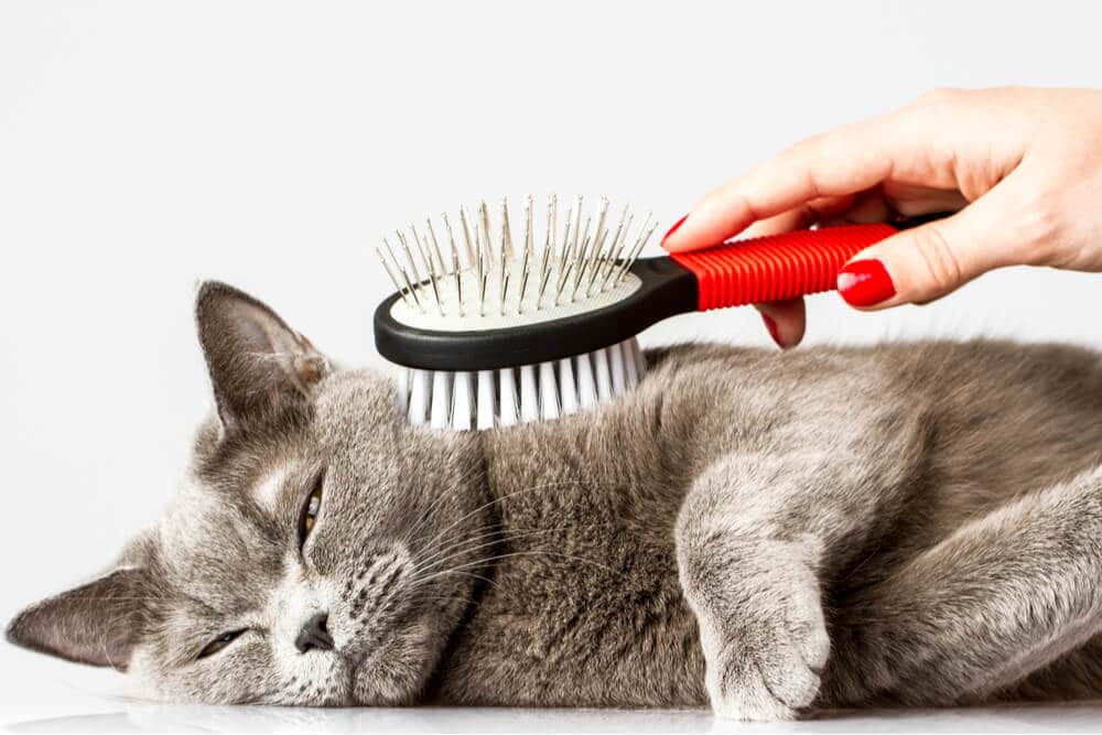 Ontspannen kat die wordt geborsteld om haarballen te voorkomen