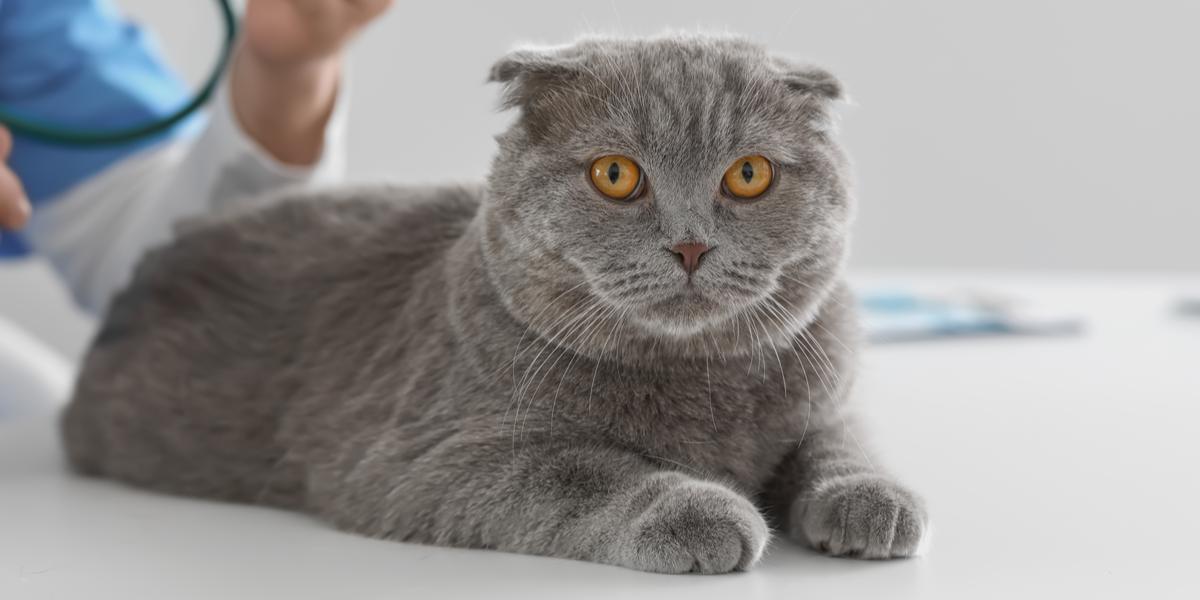 Pimobendan voor katten: Overzicht, Dosering &bijwerkingen