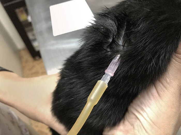 kat die een vloeistoftherapie krijgt