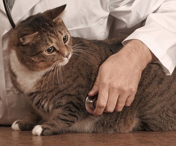 Oorzaken van hypercholesterolemie bij katten