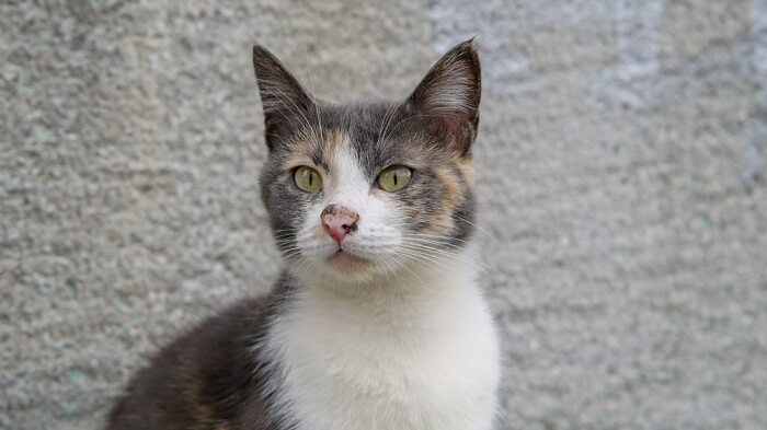 Verdunde calico kat zittend voor grijze achtergrond