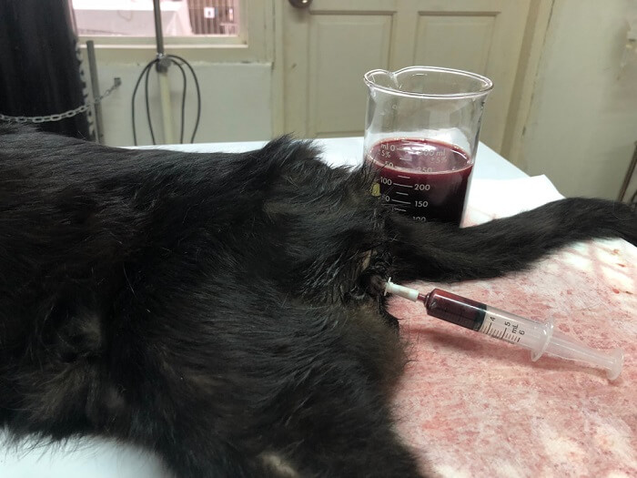 Behandeling voor bloed in kattenurine