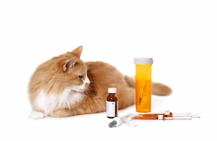 hoe doxycycline voor katten te doseren