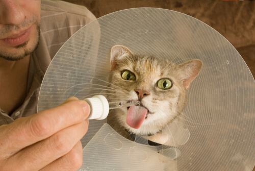 De behandeling van calicivirus bij katten 
