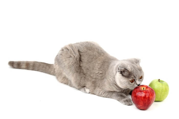 Kat zittend met twee appels