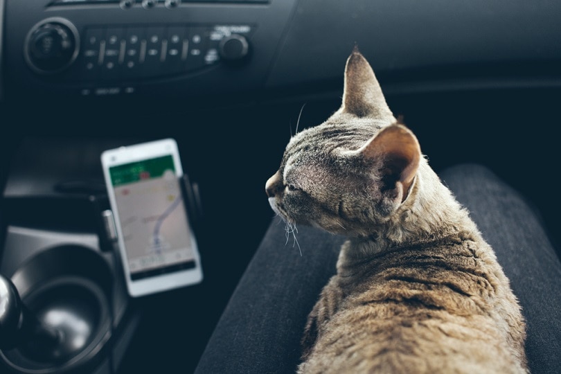 Devon Rex kat reist op de schoot van de eigenaar in een auto