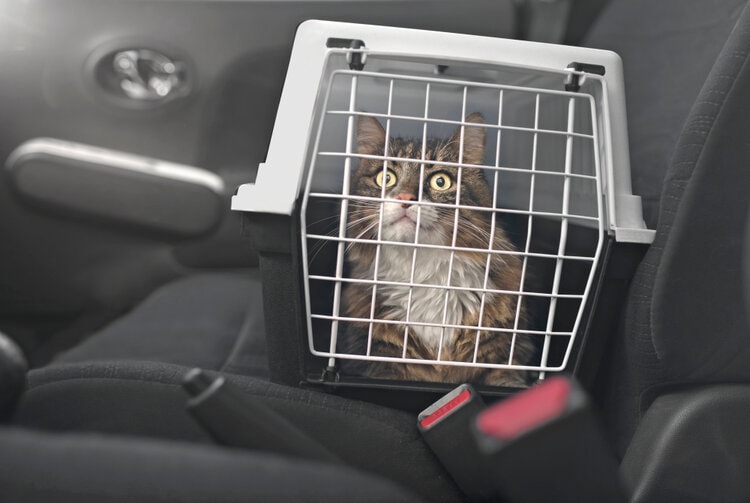 maine coon in auto kattendrager
