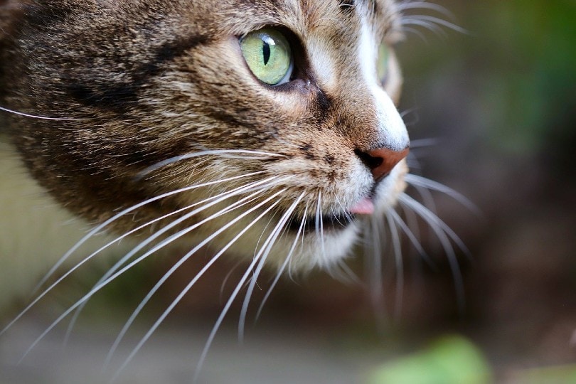 close-up van kattensnorharen