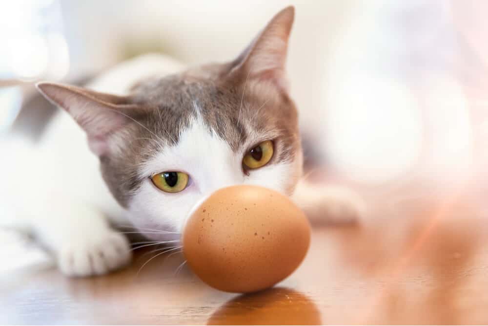 Kat die naar een ei kijkt