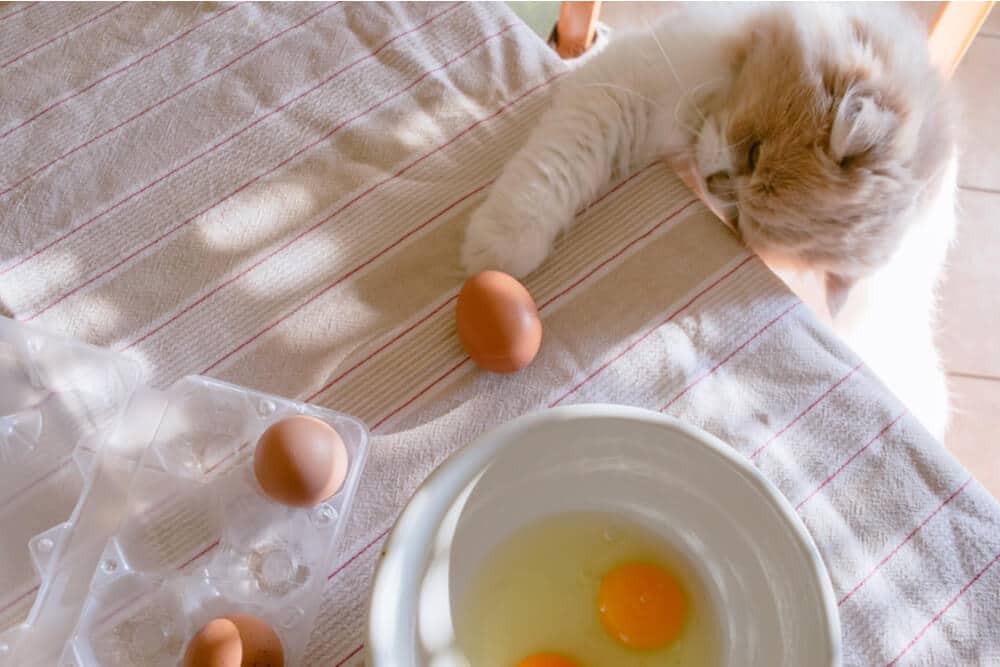 Kat die naar eierdooiers en wit op een tafel kijkt