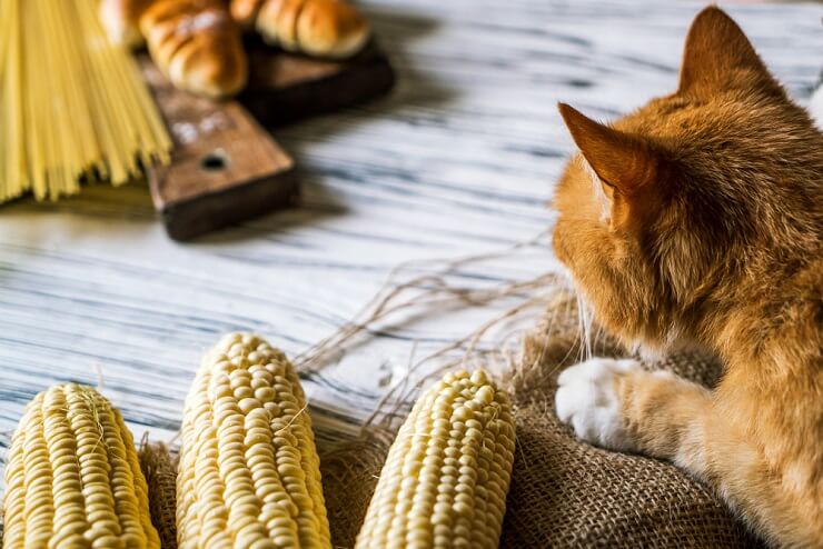 De risico's van het eten van maïs voor katten