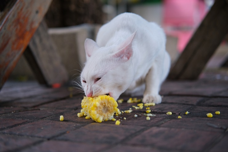 Hoeveel maïs kan een kat eten