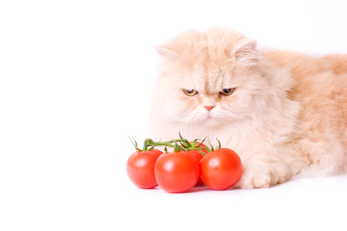 Hoeveel tomaten kan een kat eten