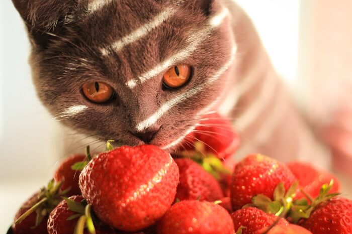 Kat met een stapel aardbeien