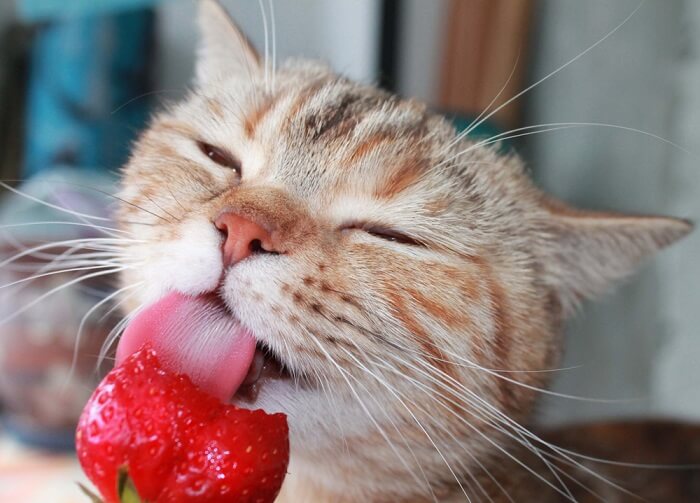 Voedingsvoordelen van aardbeien voor katten