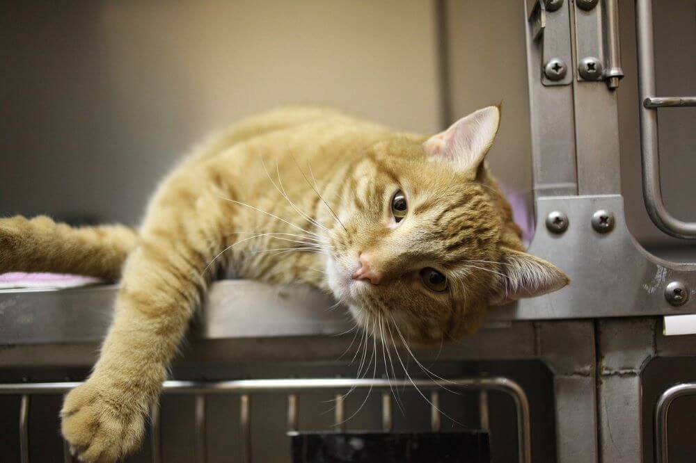 Oranje kat loungen in dierenartsenkooi pancreatitis bij katten