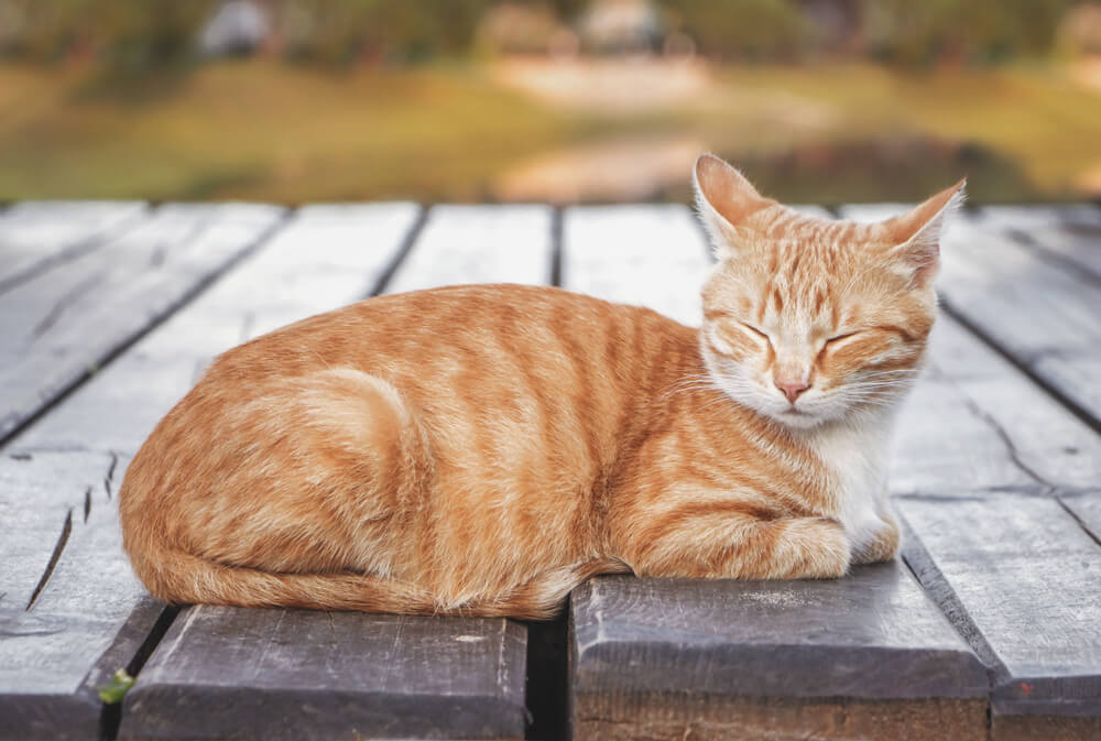 mannelijke oranje tabby kat