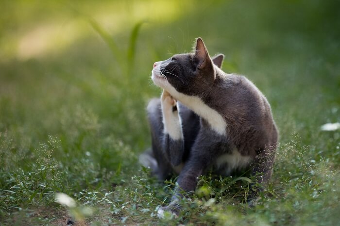 Kat krabt zichzelf vanwege de vlooien in haar vacht