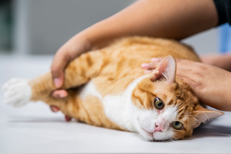 dierenarts die de toestand van een kat met hematische lipidose controleert