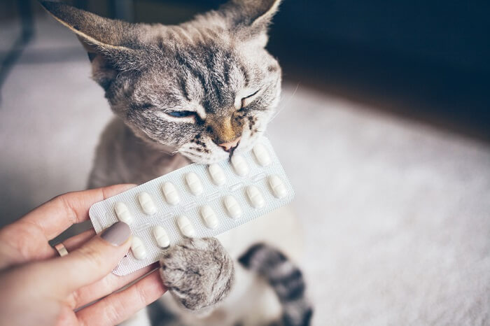 Kat met een vel pillen