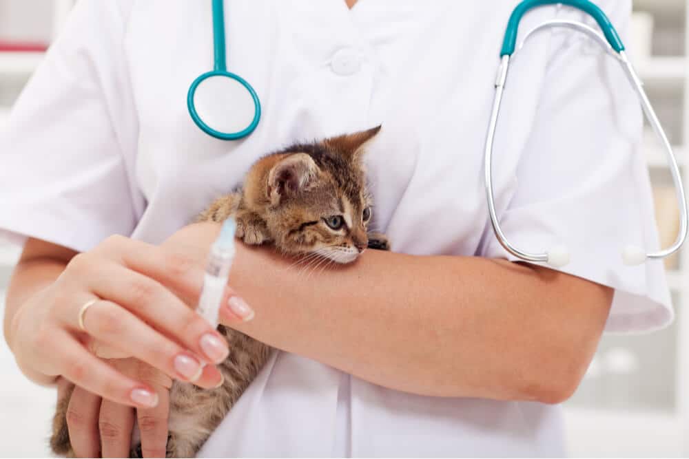Kitten wordt gevaccineerd