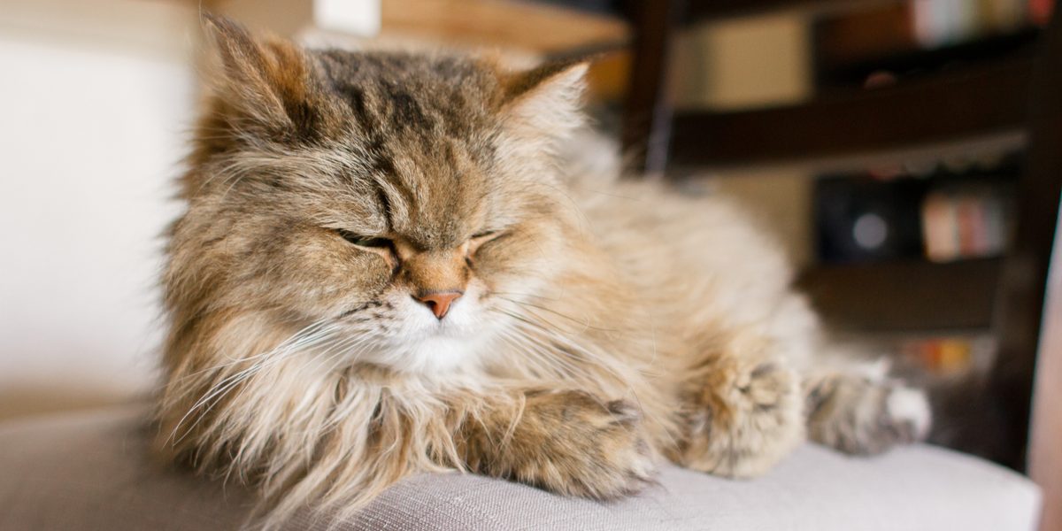 Nierfalen bij katten: symptomen, diagnose, & behandeling