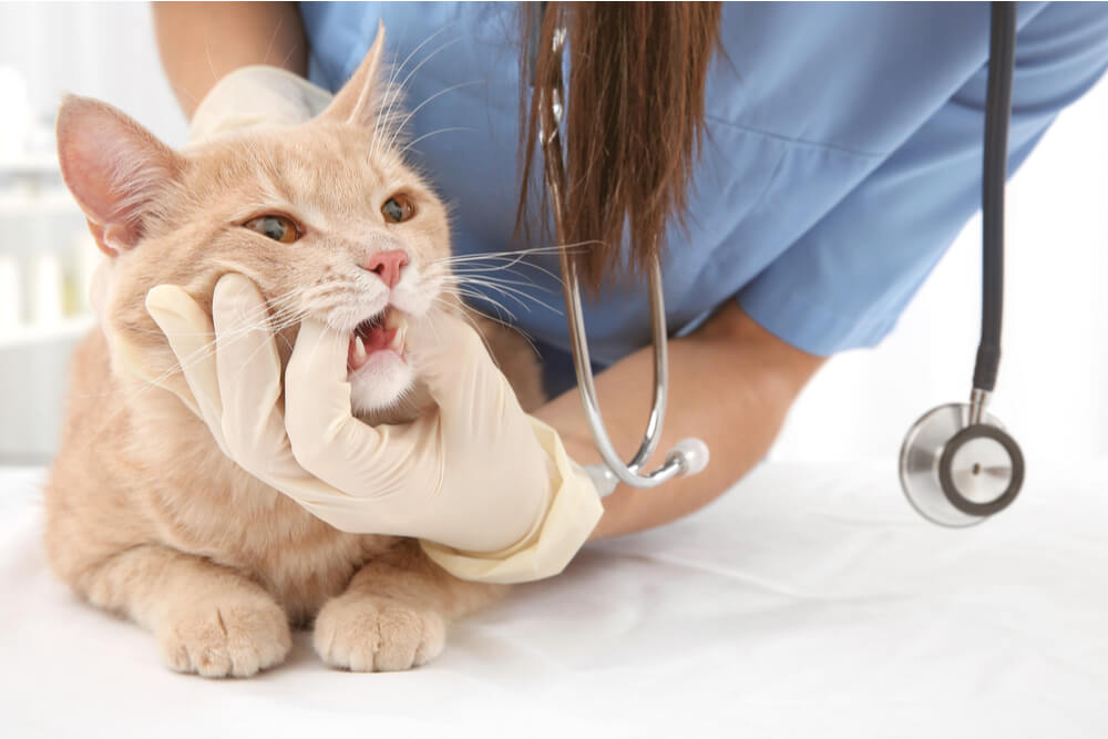 symptomen van gingivitis bij katten
