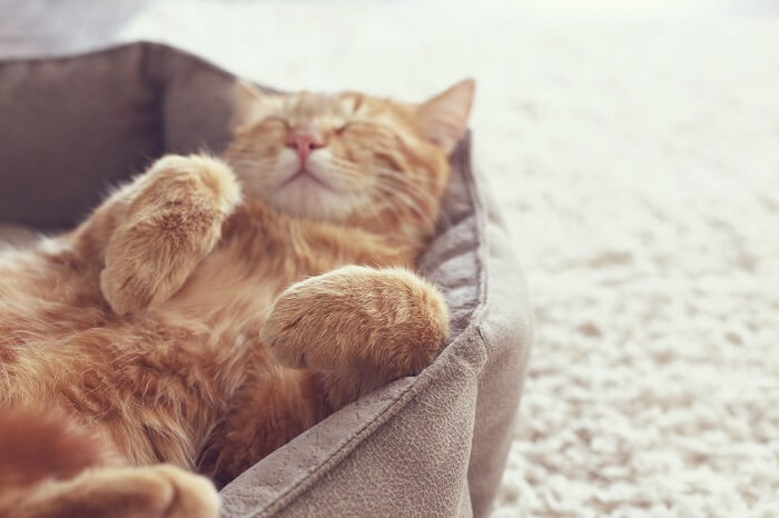 Oranje kat die op zijn rug in een bed ligt