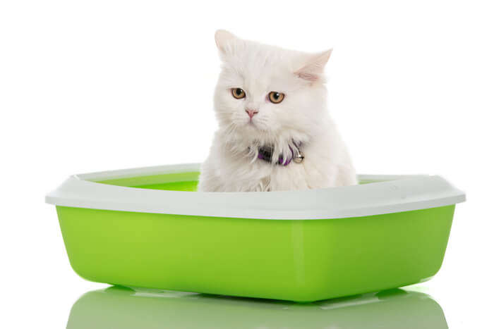 Kat in groene kattenbak