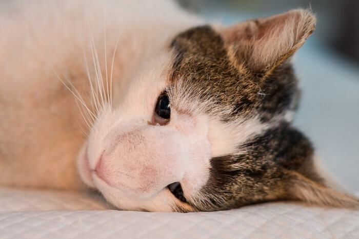 Mestceltumoren bij katten: symptomen, diagnose en behandeling
