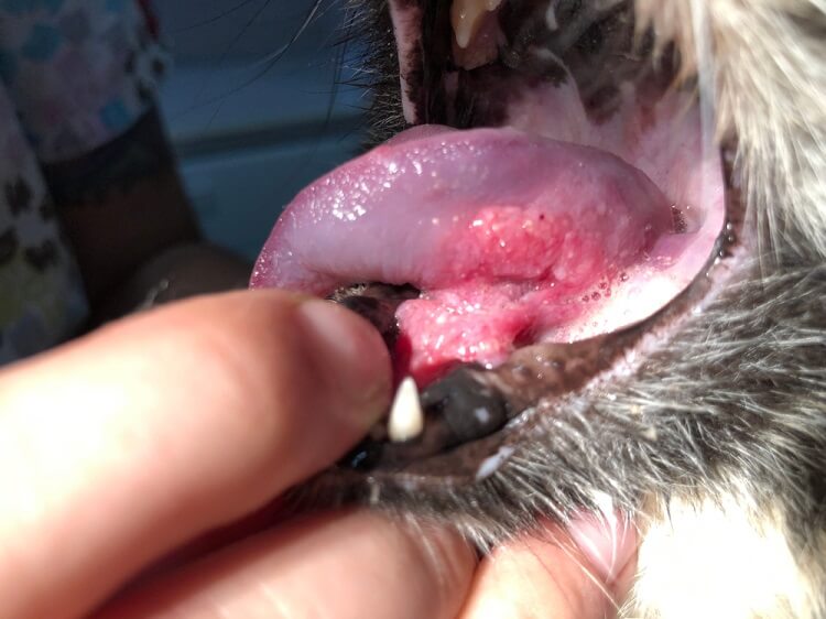 Oorzaken van mondkanker bij katten