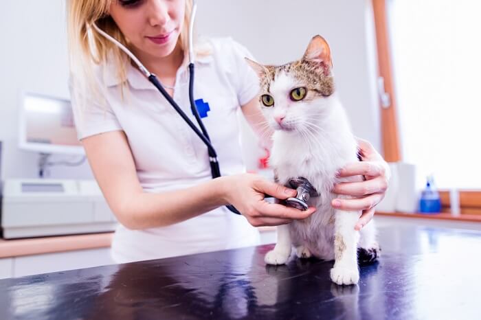 dierenarts die de gezondheid van een kat controleert